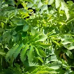 Cortijo Fontanilla * Conil De La Frontera