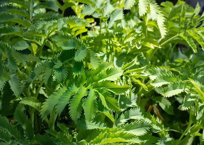 Cortijo Fontanilla * Conil De La Frontera