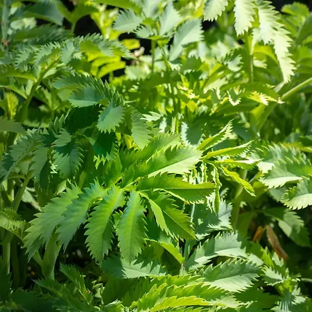 Cortijo Fontanilla * Conil De La Frontera